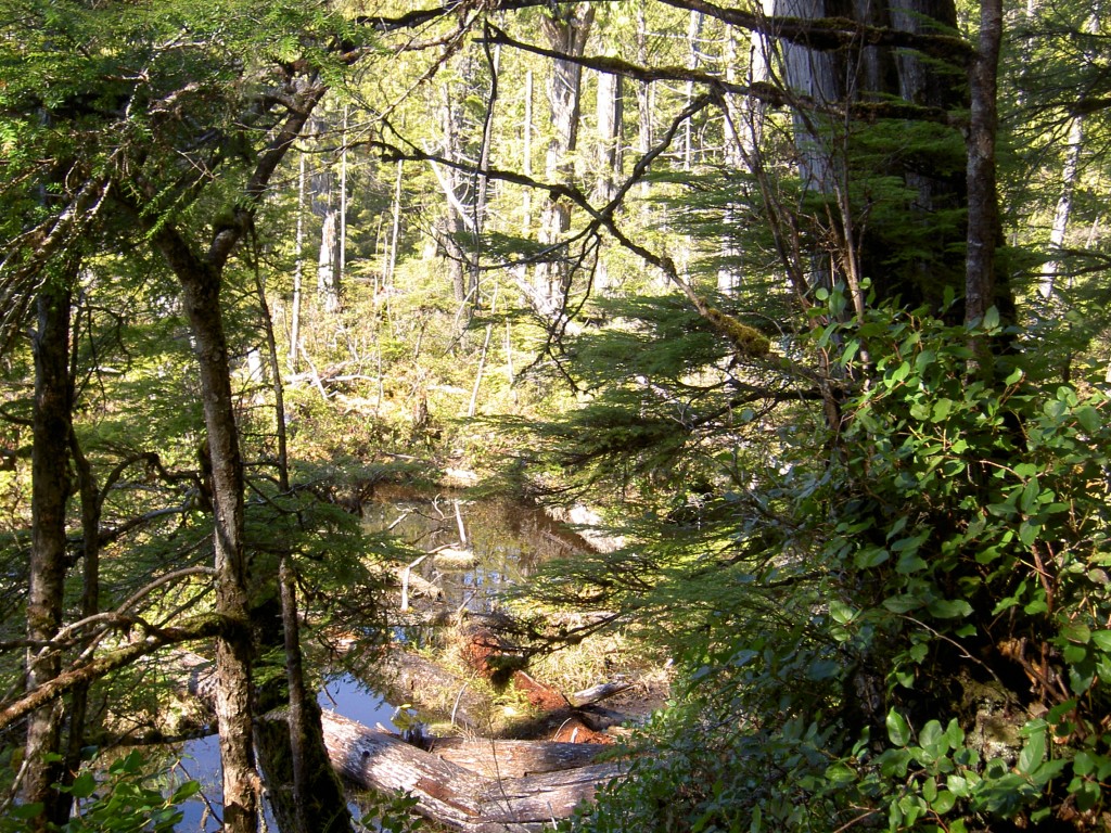 snap shot of a face in Spirit Lake Trail 