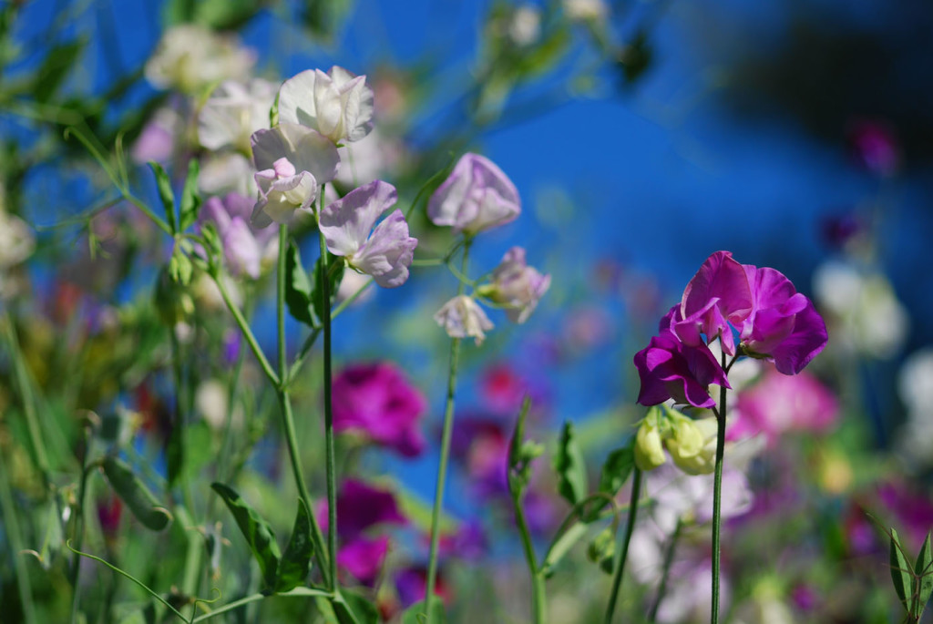 sweetpeas