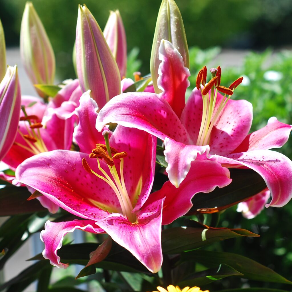 Stargazer Lily